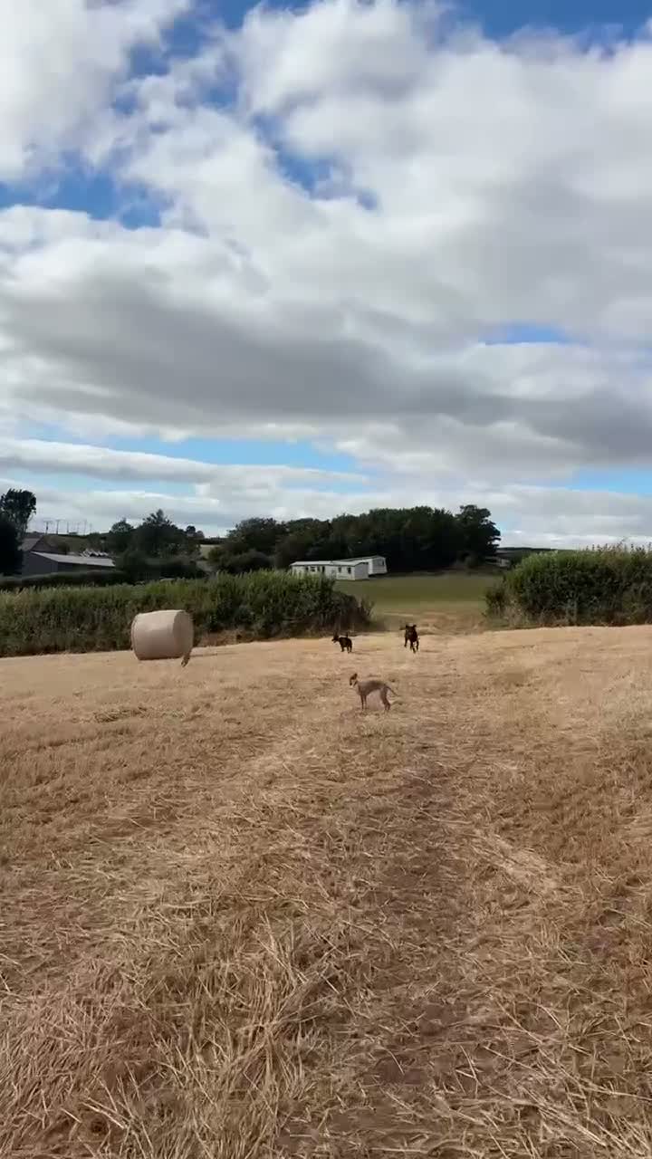 Whippet dogs for sale: Lenny  - Video 1