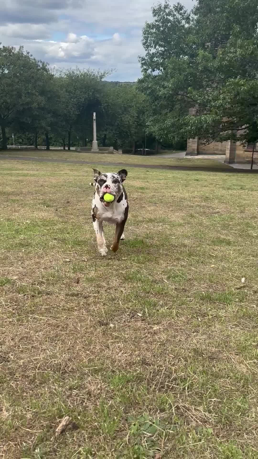Olde English Bulldogge dogs for stud: Stud ready for female - Video 1