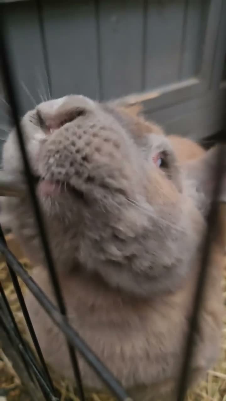 Continental Giant rabbits for sale: Beautiful and big continental giants  - Video 1