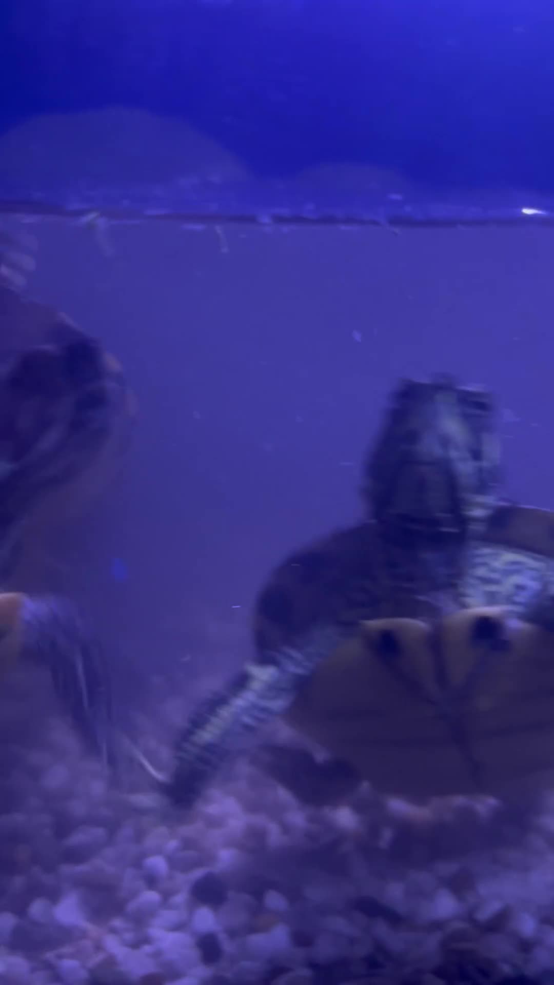 Turtle reptiles for sale: Big Yellow belly turtle  - Video 1