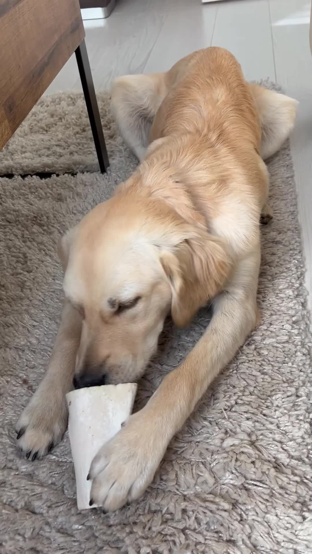 Golden Retriever dogs for sale: 7 month old Puppy looking for a Special Home  - Video 2