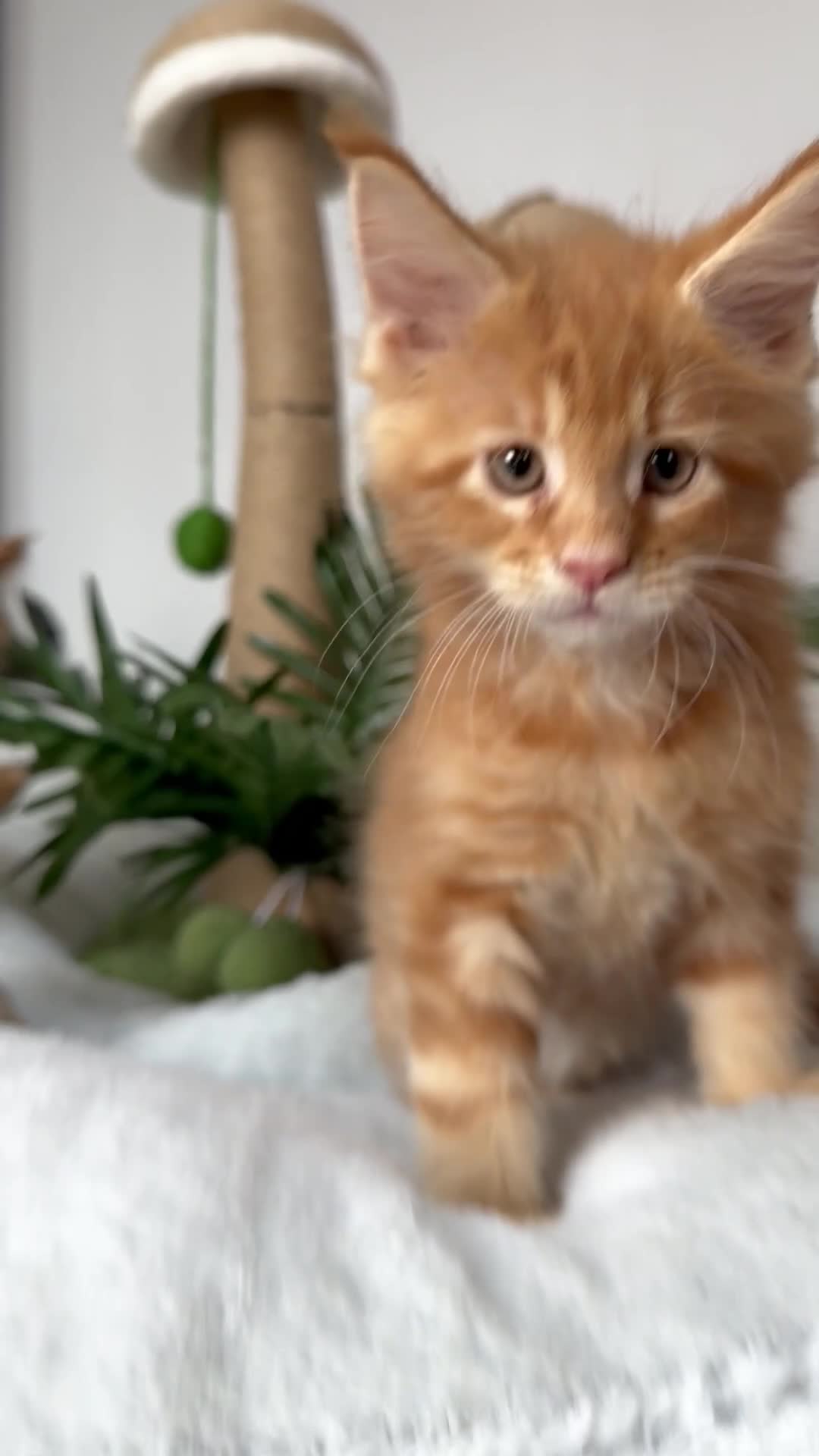 Maine Coon cats for sale: Maine Coon XXL - Video 3