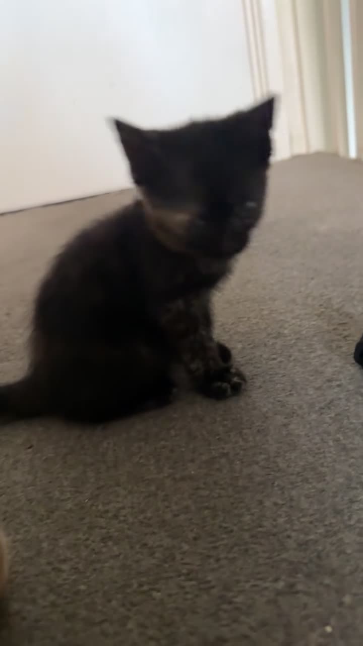 British Shorthair cats for sale: Beautiful female kitten for sale  - Video 2