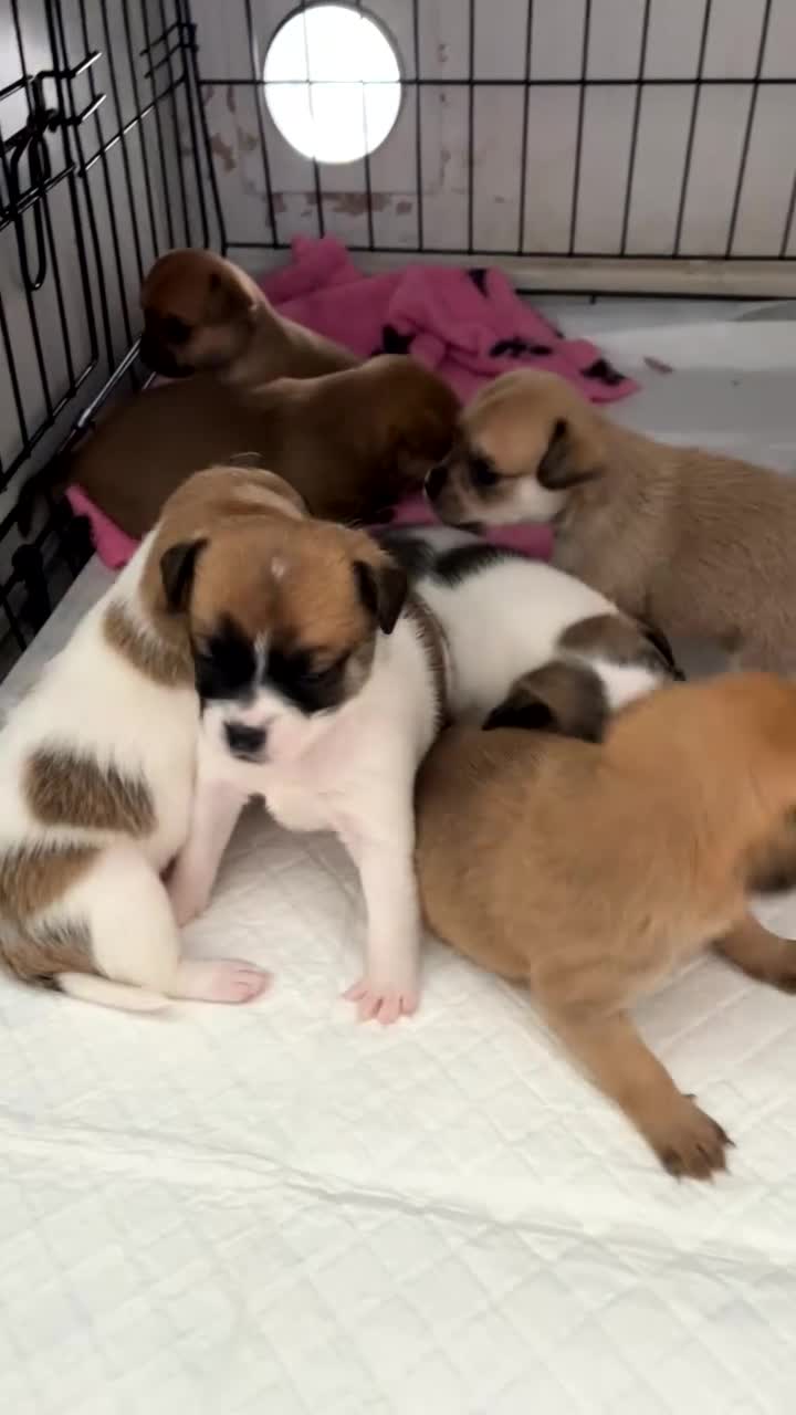 Chug dogs for sale: chugs  - Video 1