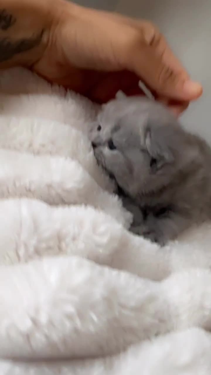 British Shorthair cats for sale: 3 beautiful British blue kitten - Video 3