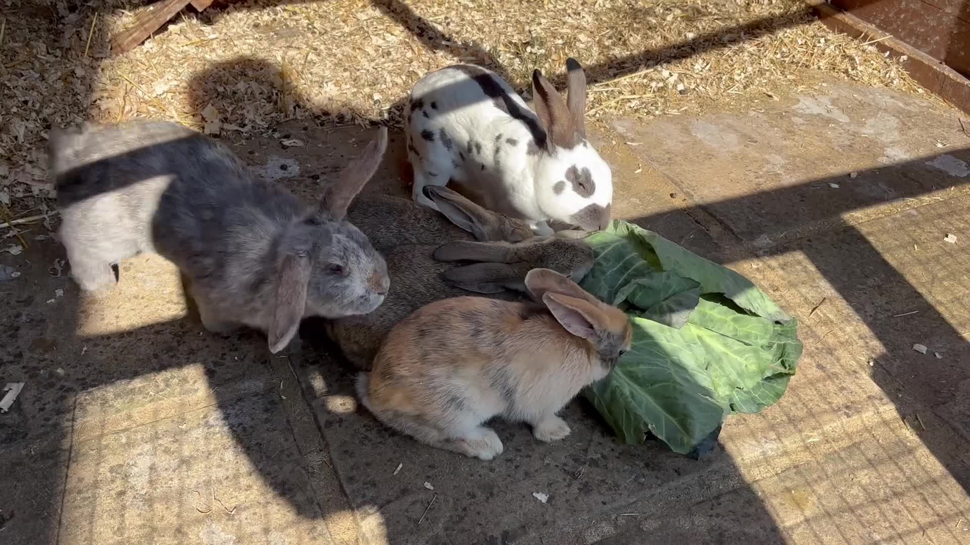 Mixed Breed rabbits for sale: Lop x Himalayan bunnies  - Video 1