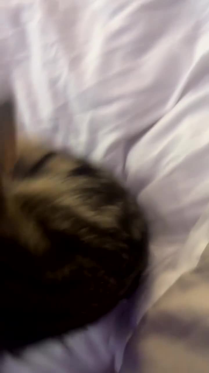 Mixed Breed cats for sale: Lucy  in Manchester - Video 3