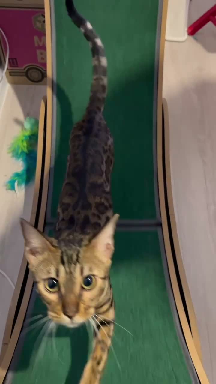 Bengal cats for sale: TICA PURE BREED BENGAL READY TO GO - Video 1