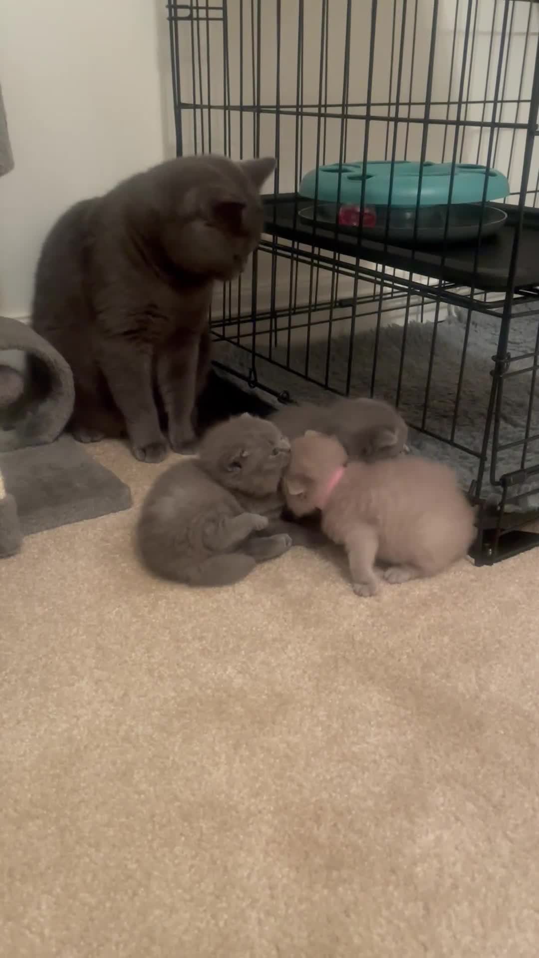 British Shorthair cats for sale: Beautiful, chunky, British shorthair kittens  - Video 2
