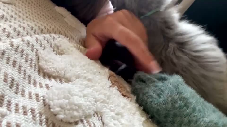 Maine Coon cats for sale: UPDATED - MAINE COON KITTENS. SOME POLYDACTYL  - Video 3