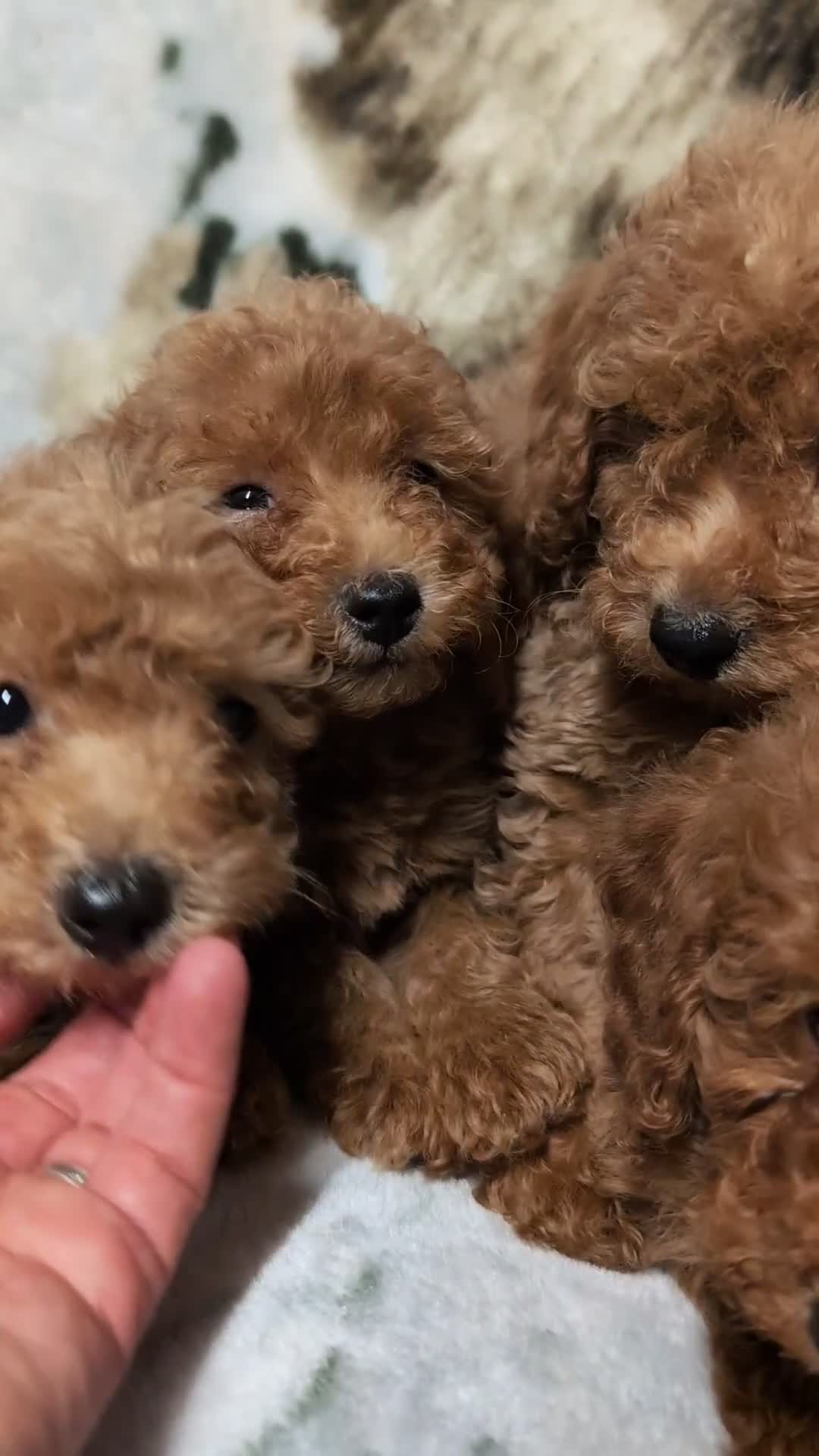 Toy Poodle dogs for sale: Stunning DNA Clear Toy Mini Poodle Puppies  - Video 1