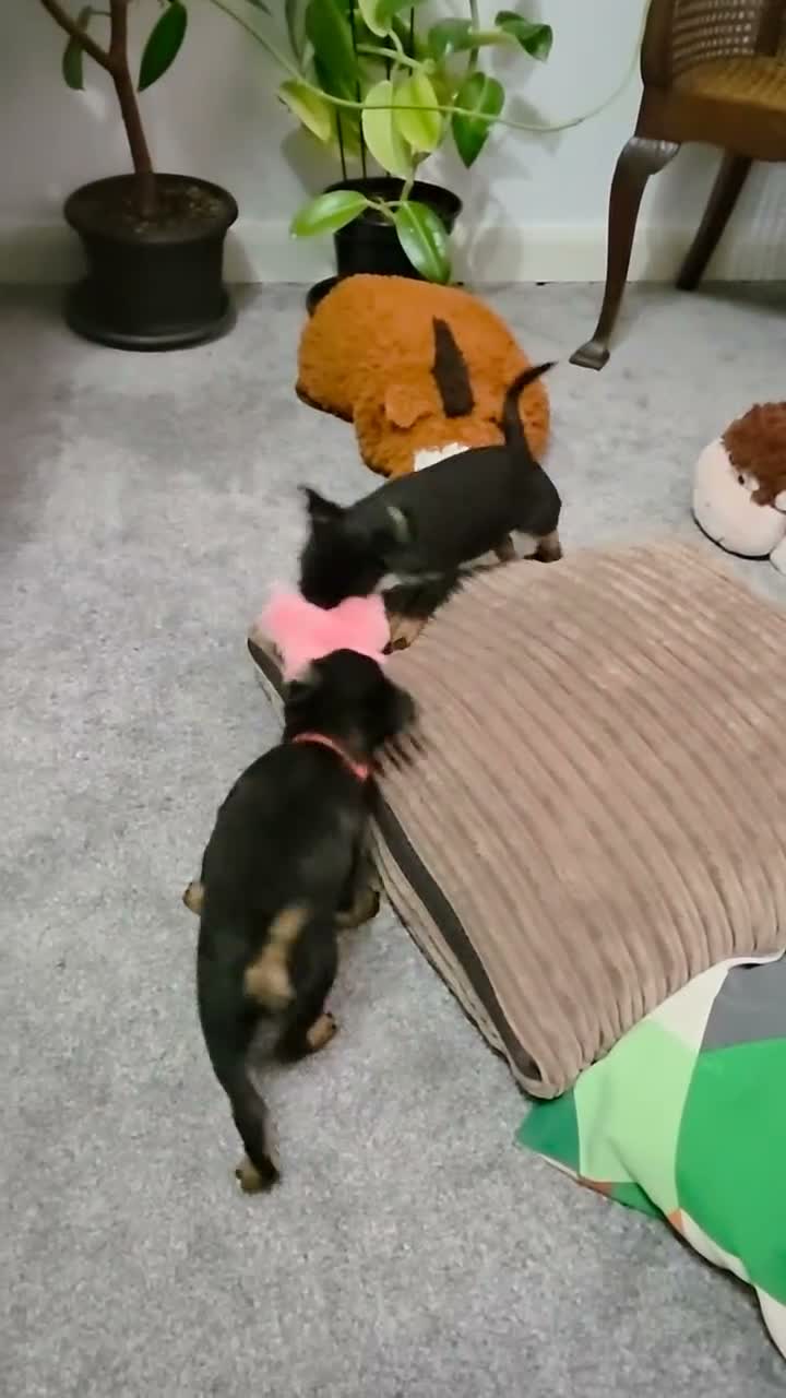 Griffon Bruxellois dogs for sale: Stunning Griffon Bruxellois puppies KC registered - Video 4