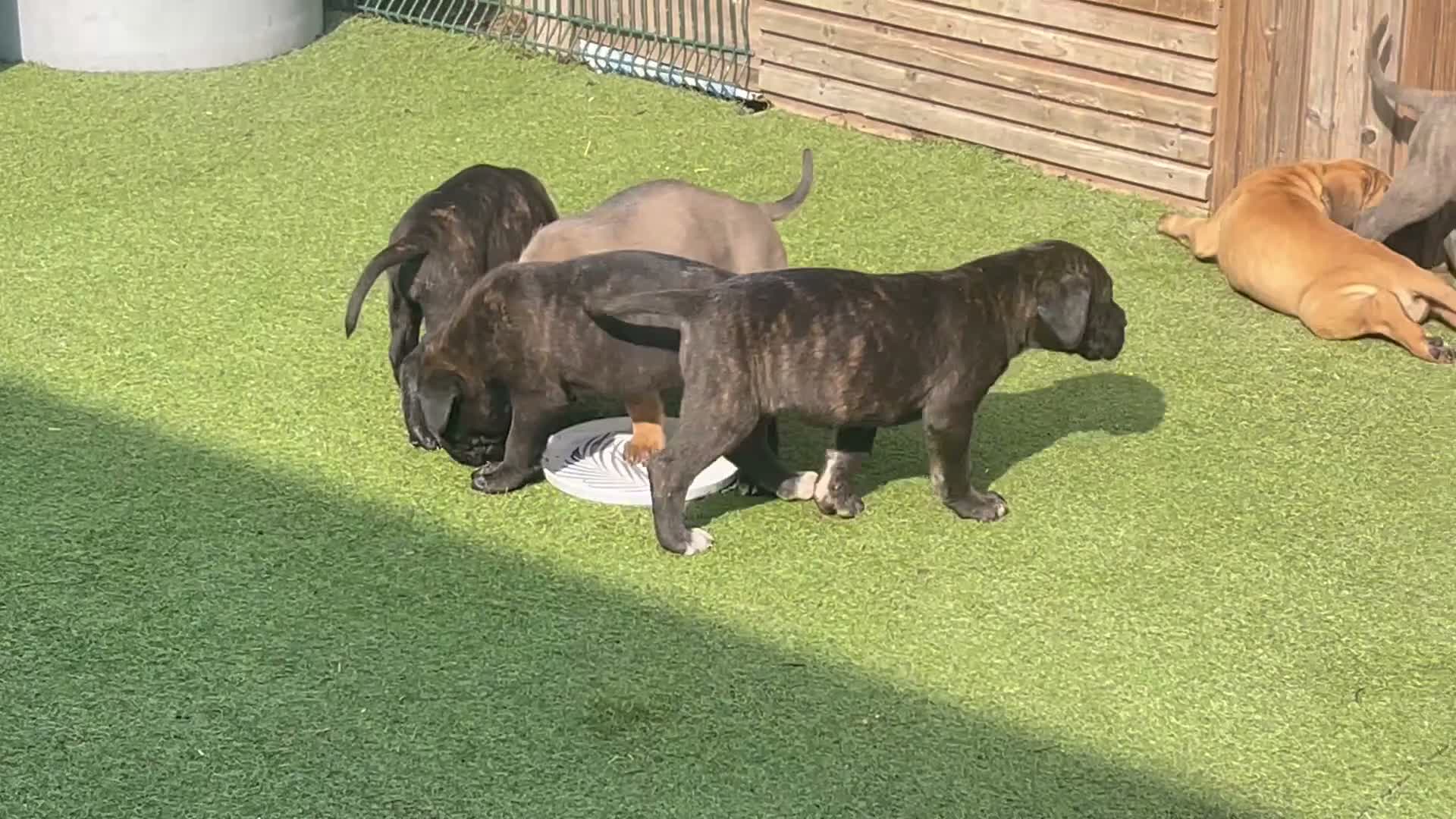 Cane Corso dogs for sale: Cane Corso pups for sale - Video 1