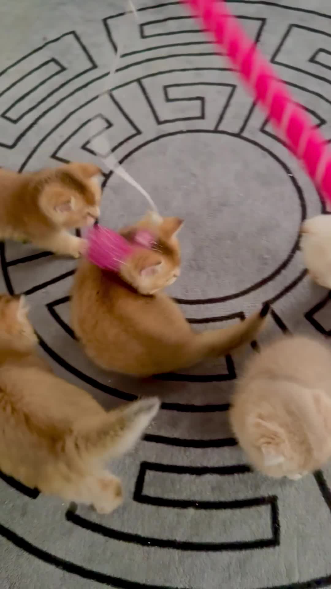 Scottish Fold cats for sale: six purebred Scottish kittens — all female,  - Video 3