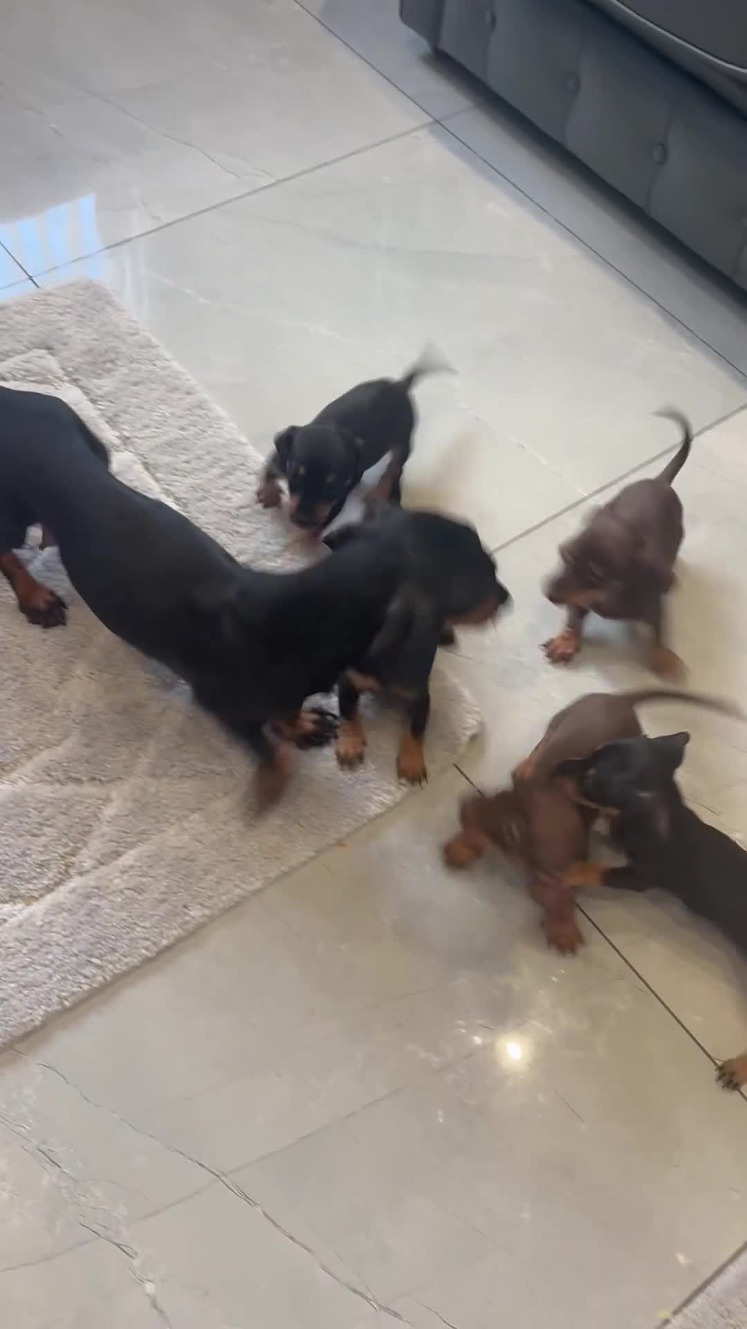 Dachshund dogs for sale: Dachshund puppies ready to leave next week  - Video 1