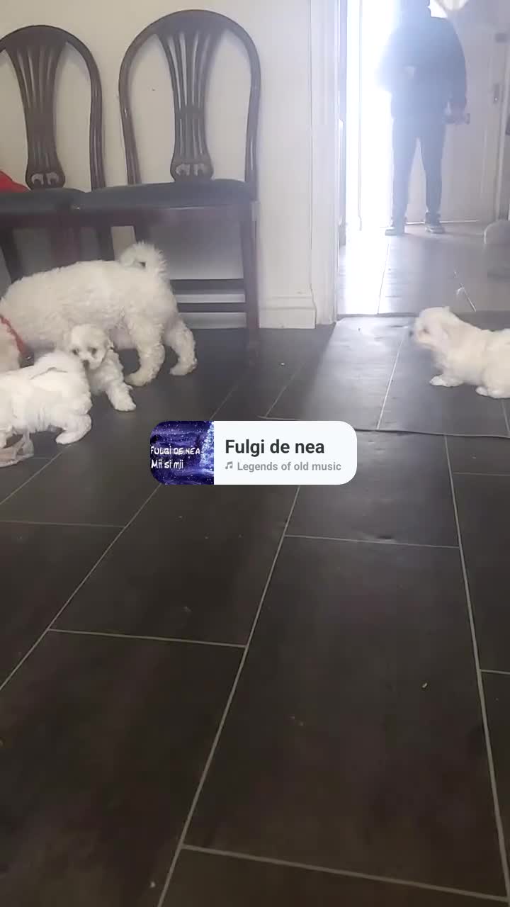 Bichon Frise dogs for sale: Adorable Bichon Puppies Looking! 🐾 - Video 1