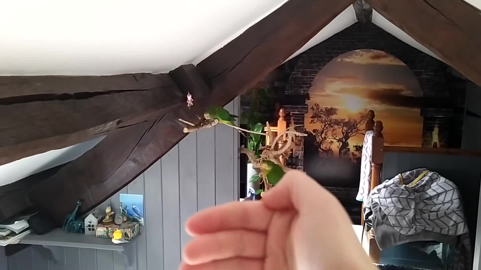 Parrots birds for sale: Two Hand tamed Baraband parrot DNA sexed  - Video 2