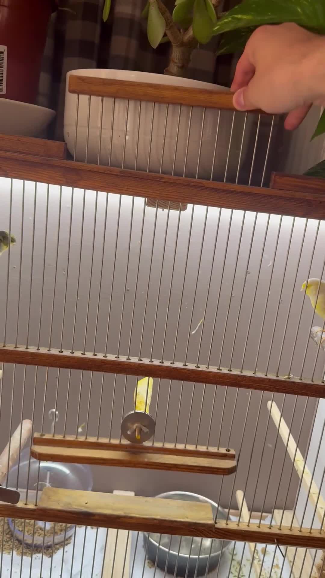 Canaries birds for sale: 2 x canaries with cage  - Video 1