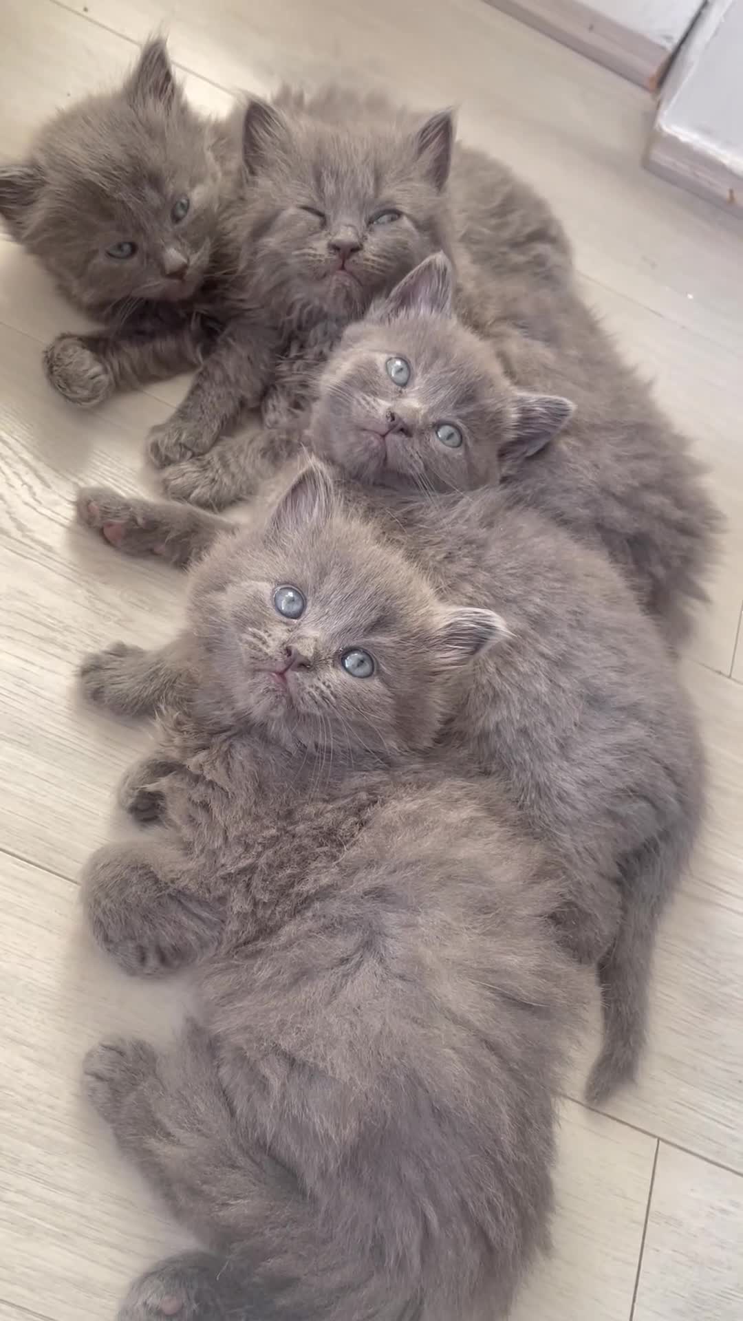 British Shorthair cats for sale: GORGEOUS FLUFFBALLS FOR SALE - Video 3