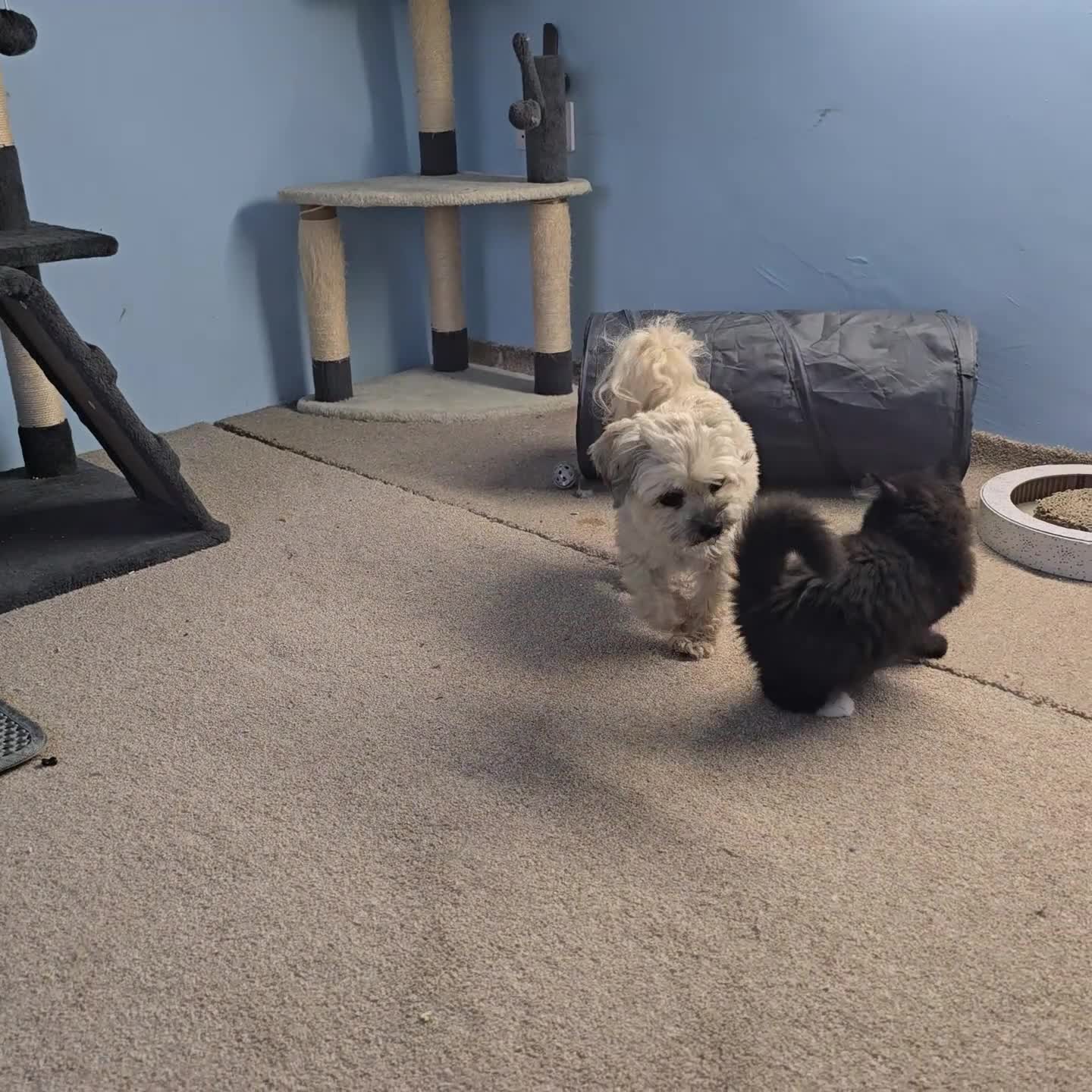 Mixed Breed cats for sale: A Fairytale Romance - Video 3