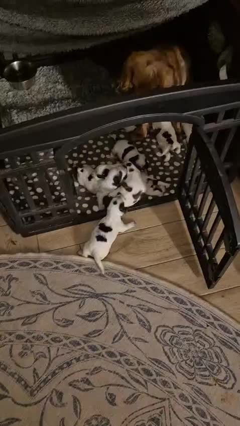 Sprocker dogs for sale: Cocker spaniel puppies  - Video 1