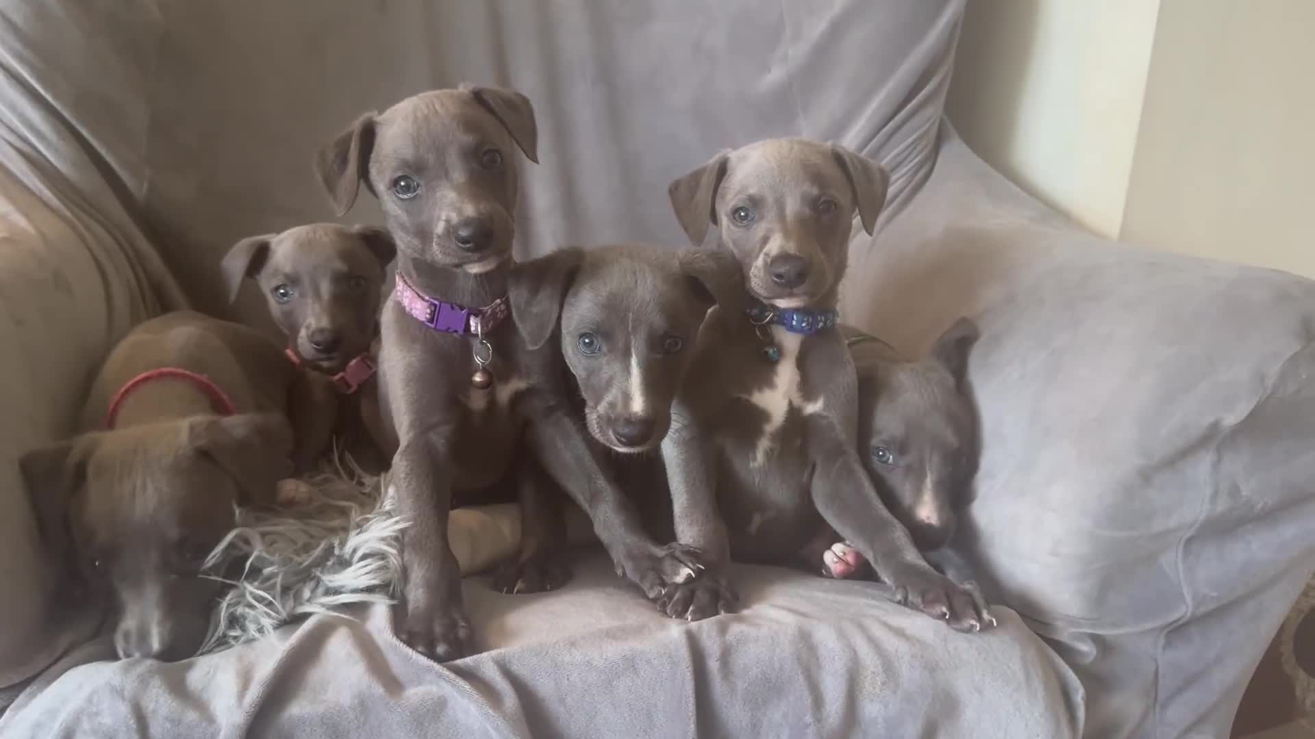 Whippet dogs for sale: Beautiful KC Reg Blue Whippet puppies - Video 1