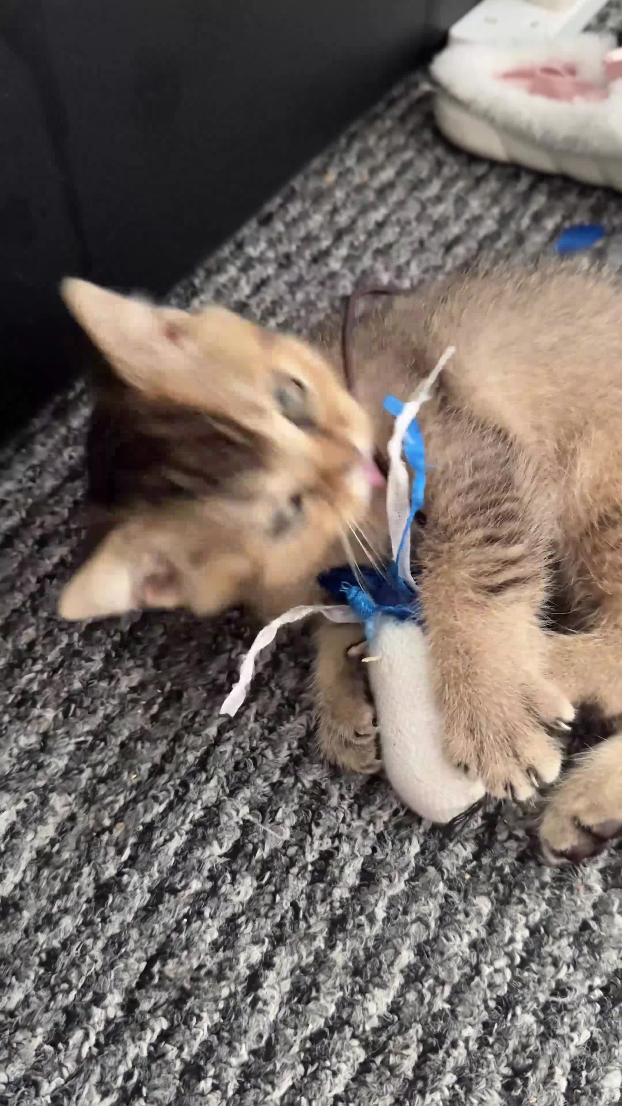 British Shorthair cats for sale: British Shorthair in Isleworth - Video 4