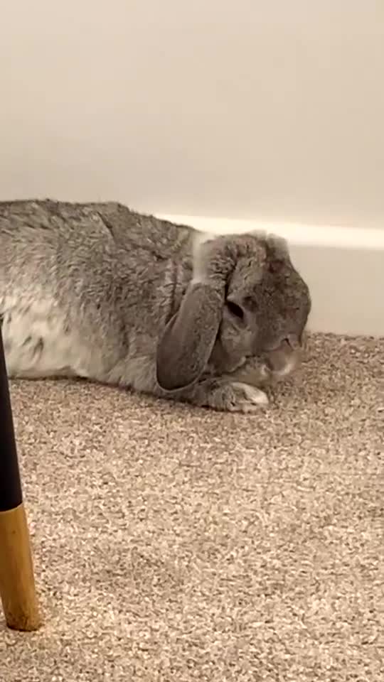 Mini Lop rabbits for sale: Two rabbits for sale together - Video 2