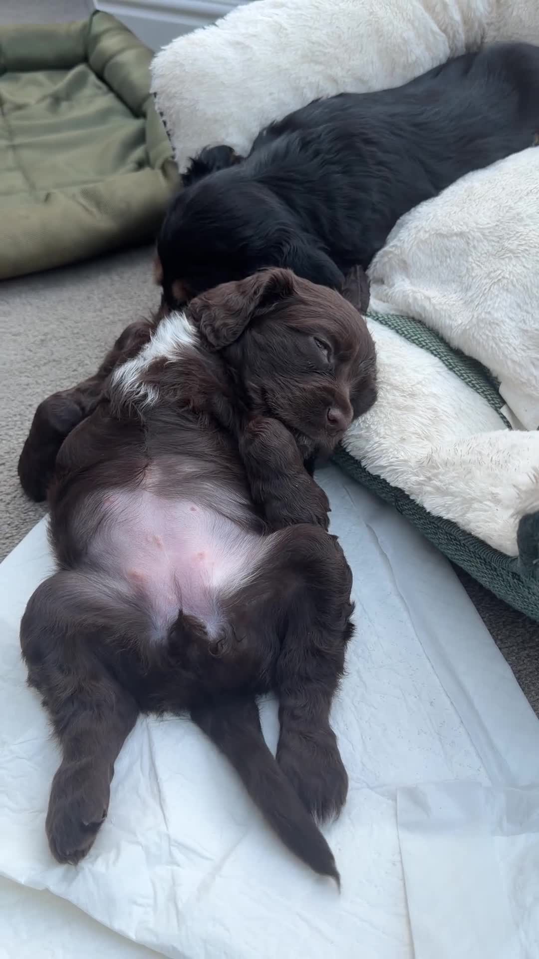 Cocker Spaniel dogs for sale: Beautiful Working Cocker Spaniels in Accrington - Video 1