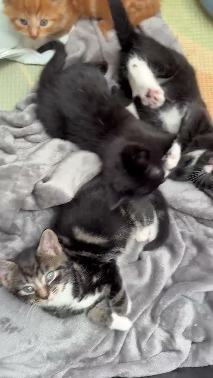 Mixed Breed cats for sale: 3 beautiful kittens for sale - Video 1