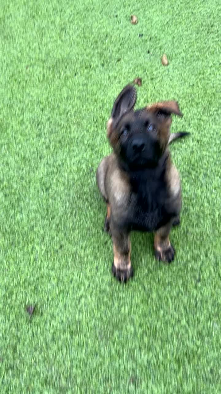 German Shepherd dogs for sale: Last female German shepherd pup kc reg working p - Video 1