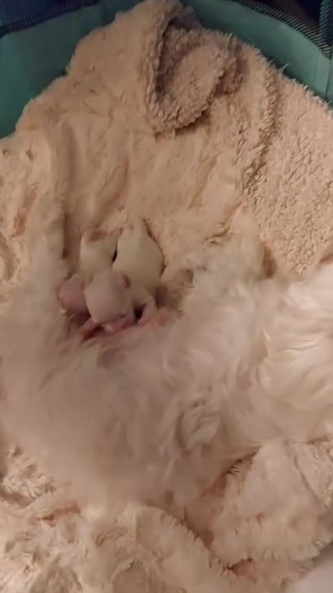 Maltese dogs for sale: Korean line Maltese puppies - Video 1