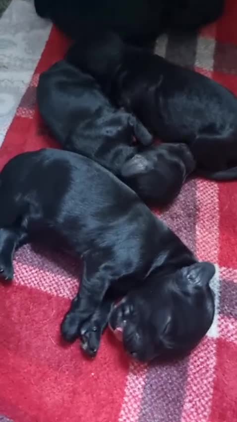 Cockapoo dogs for sale: SEAL COTE... Mini Cockapoo  - Video 1