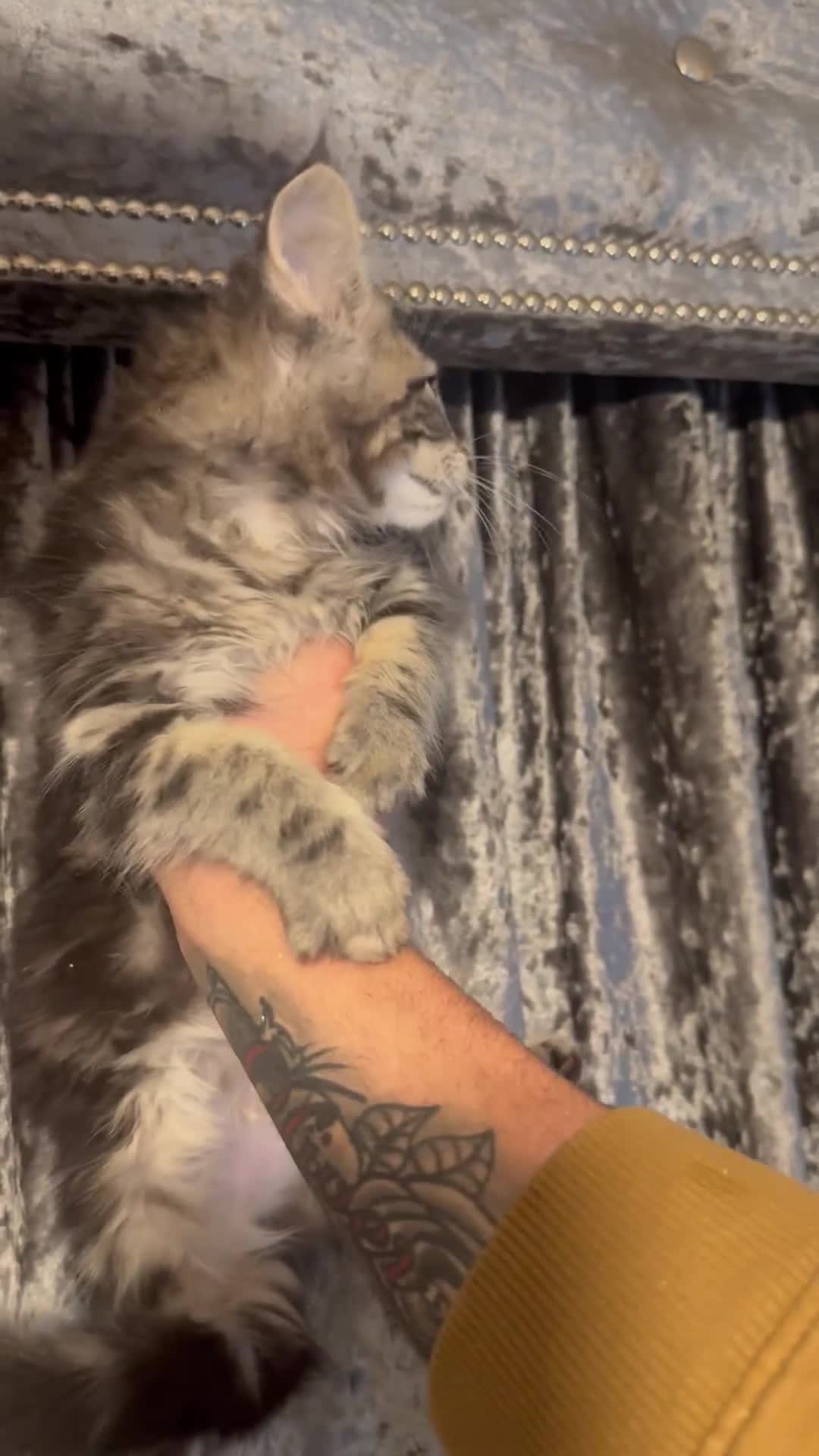 Maine Coon cats for sale: READY NOW..Silver XXL kittens  - Video 2