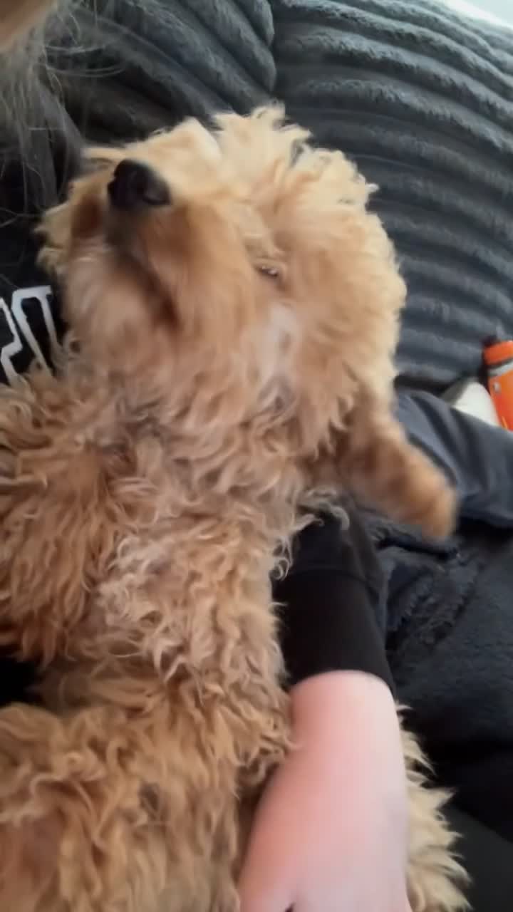 Miniature Poodle dogs for sale: 10 month old Golden Poodles in Hull - Video 1