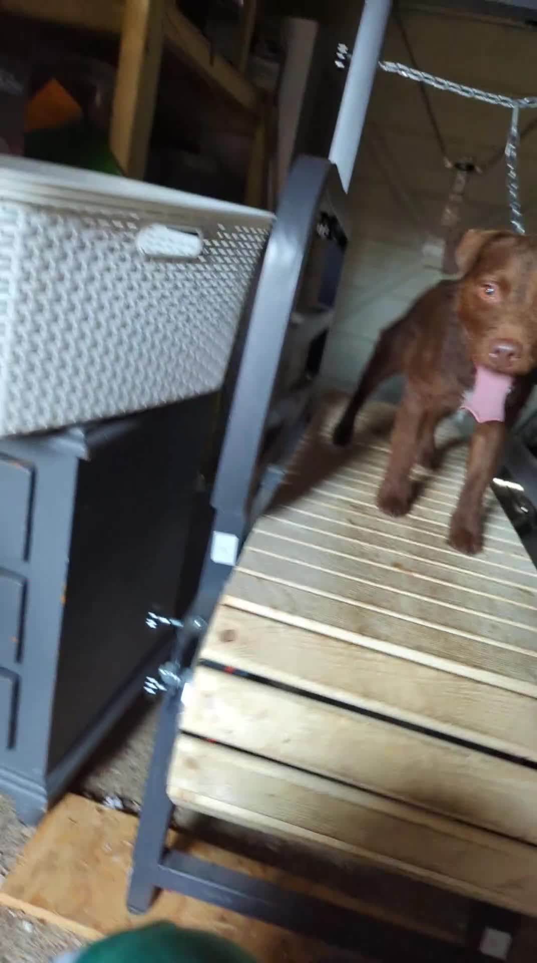 Patterdale Terrier dogs for stud: Vinnie up for stud proven - Video 3