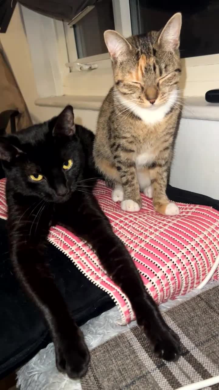 Mixed Breed cats for sale: Loving black cat called midnight ❤️ in London - Video 3