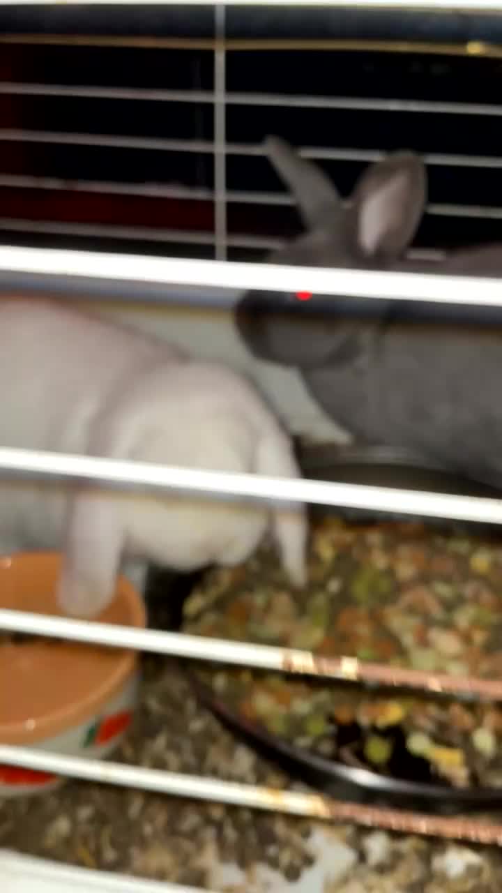 Mixed Breed rabbits for sale: 2 rabbits with cage - Video 1