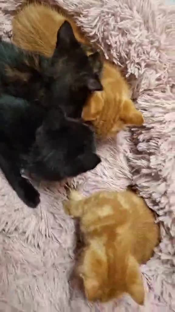 Mixed Breed cats for sale: Beautiful kittens for sale  in King's Lynn - Video 1