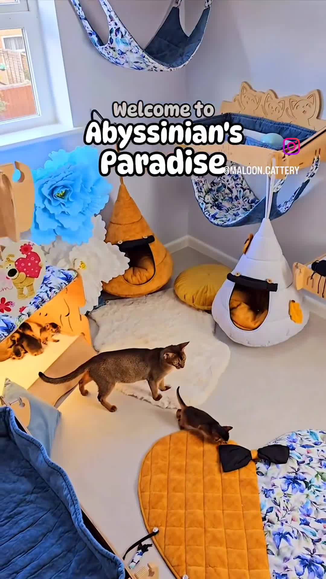 Abyssinian cats for sale: Silver Black Abyssinians-Champion TICA pedigree - Video 3