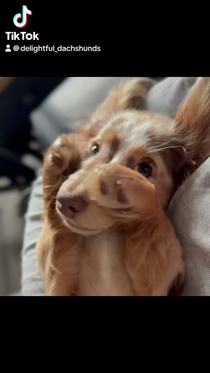 Miniature Dachshund dogs for sale: KC chocolate dapple dachshund  - Video 1