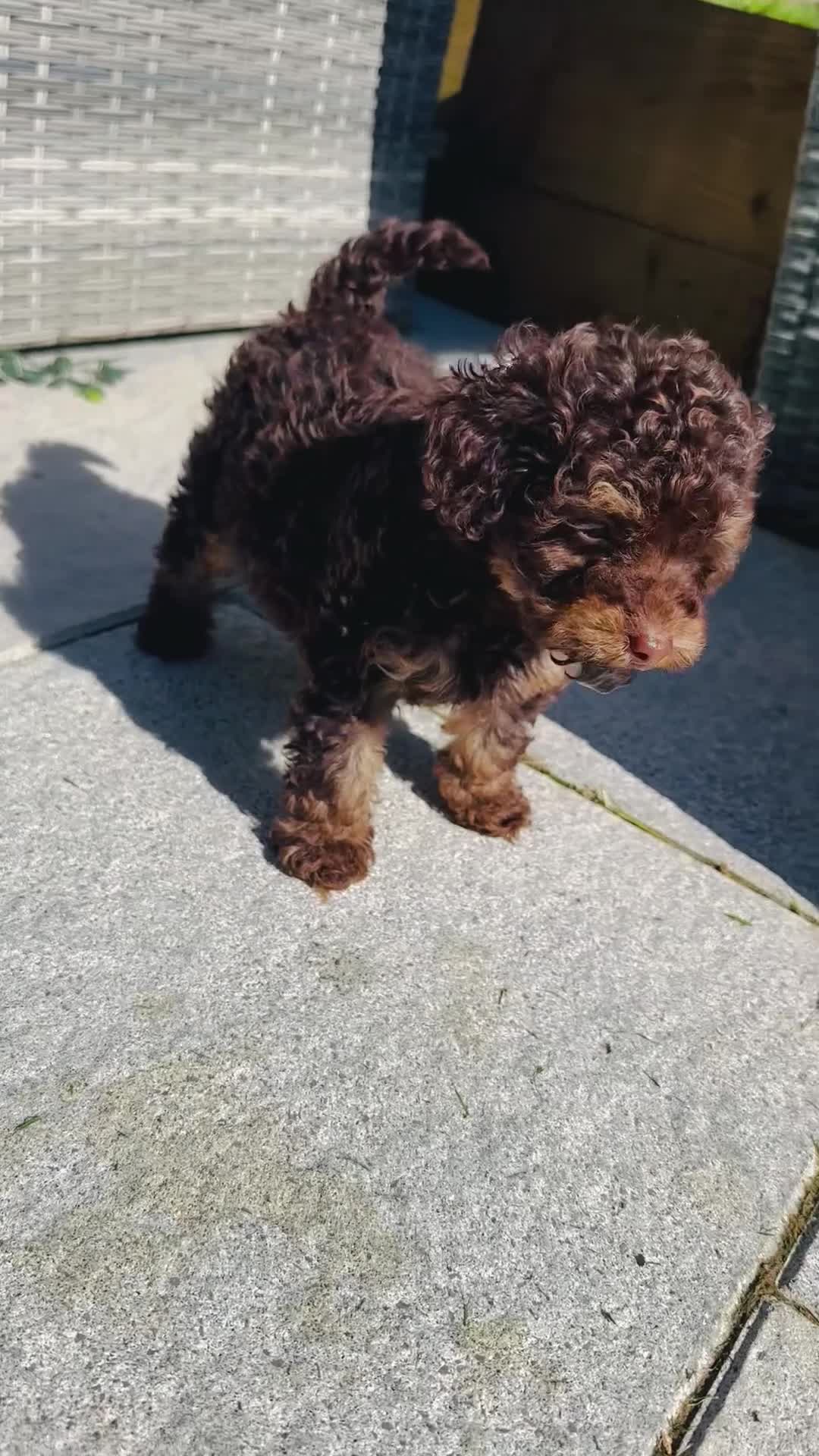 Toy Poodle dogs for sale: Choc phantom poodle  - Video 1