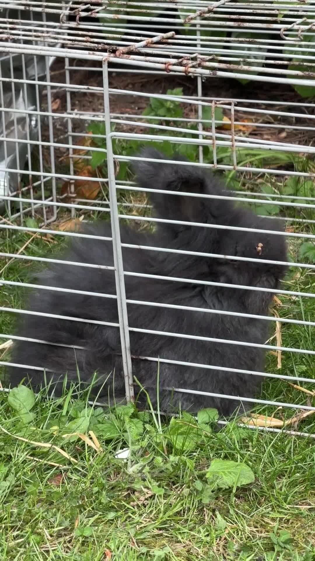 Angora rabbits for sale: Beautiful Gentle Angora Bunny Boys - Video 1