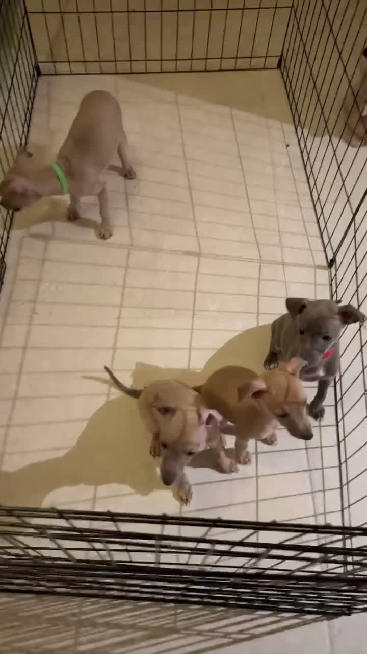 Italian Greyhound dogs for sale: 💙 beautiful blue boy looking for his forever home - Video 2