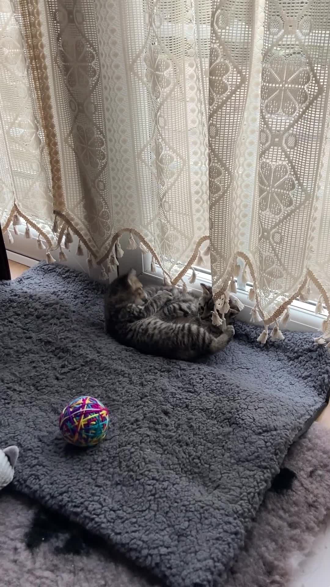 Savannah cats for sale: Beautiful Male Savannah Kitten for sale - Video 2