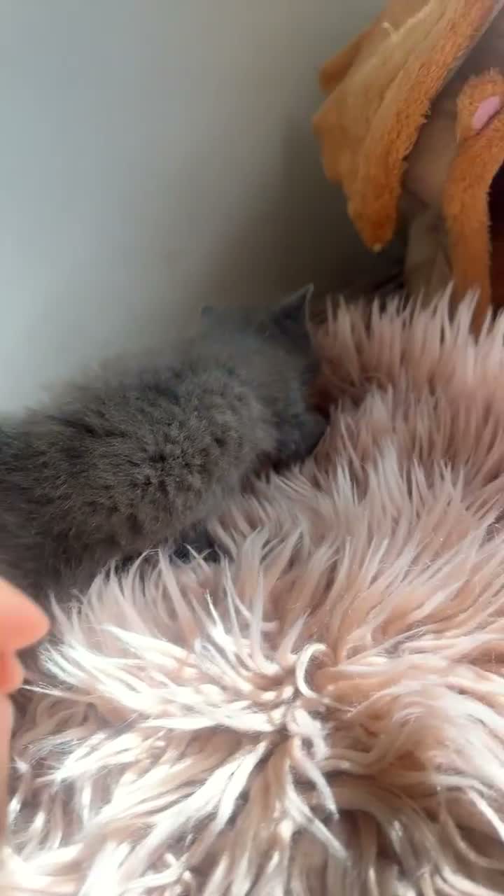 Mixed Breed cats for sale: British shorthair x ragdoll kittens 💕 - Video 5