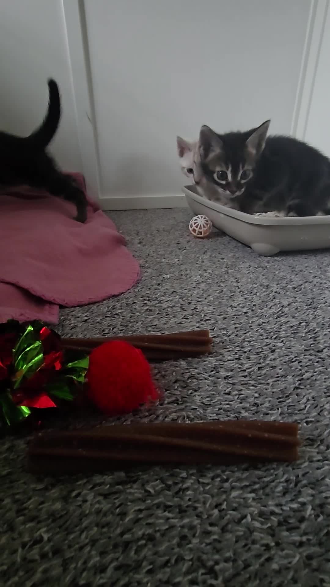 Bengal cats for sale: BENGAL CROSS BLUE BENGAL  - Video 1