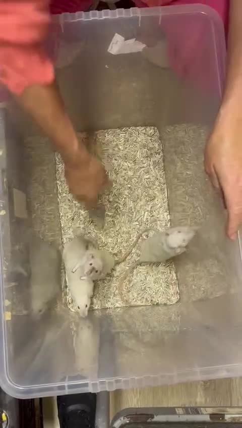 Rat rodents for sale: Baby and young rats ready now. Sheffield - Video 1