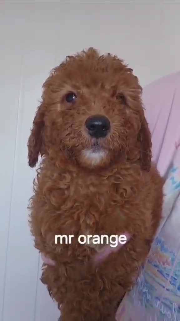 Goldendoodle dogs for sale: 7 outstanding miniature f1b goldendoodle  - Video 2