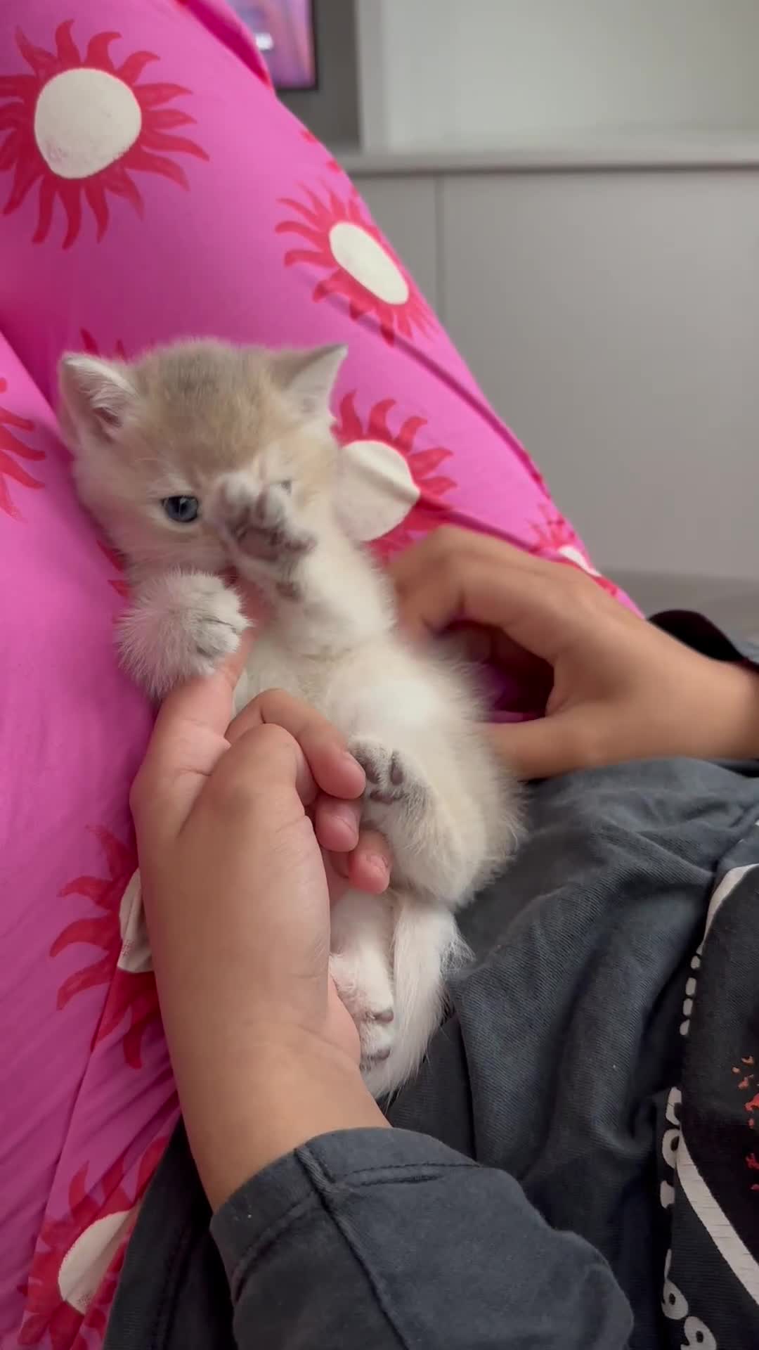 British Shorthair cats for sale: British Shorthair Golden kitten GCCF - Video 1